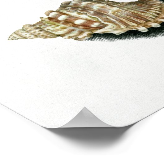 Maria Sibylla Merian Tulip, twee takken van Myrtle Poster (Hoek)