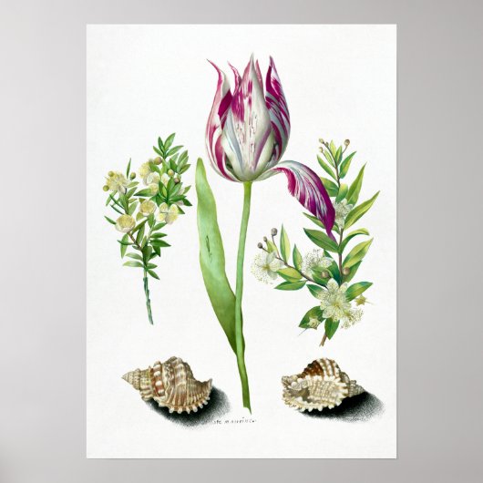 Maria Sibylla Merian Tulip, twee takken van Myrtle Poster (Voorkant)