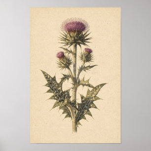 Mariadistel Botanische Studie   12 × 18 Poster
