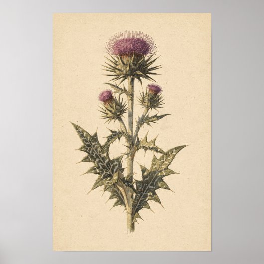 Mariadistel Botanische Studie | 12 × 18 Poster (Voorkant)
