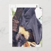 Mariana de Knuppel van het Fruit Briefkaart (Voorkant / Achterkant)