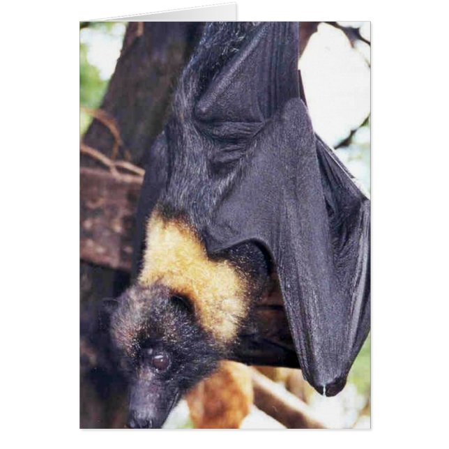 Mariana Fruit Bat (Voorkant)