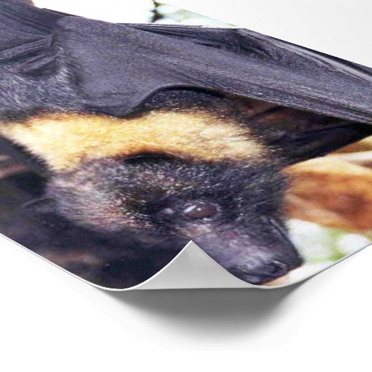 Mariana Fruit Bat Poster (Hoek)