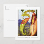 Marianne North #1 - Kunstkaart Briefkaart (Voorkant / Achterkant)