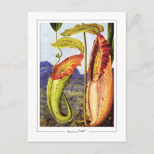 Marianne North #1 - Kunstkaart Briefkaart (Voorkant)