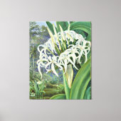 Marianne North - A Bornean Crinum Canvas Afdruk (Voorkant)