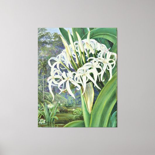Marianne North - A Bornean Crinum Canvas Afdruk (Voorkant)
