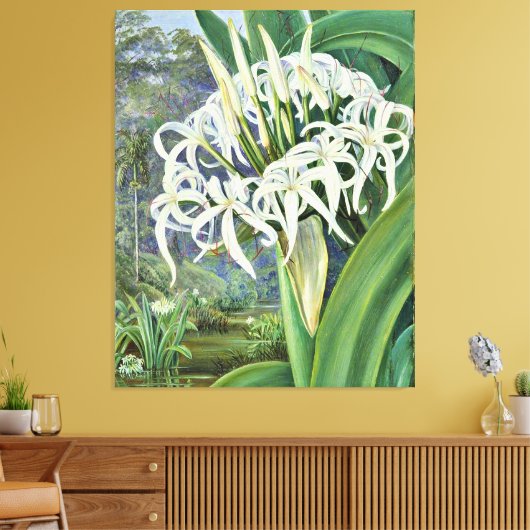 Marianne North - A Bornean Crinum Canvas Afdruk (Insitu (Woonkamer))
