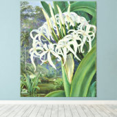 Marianne North - A Bornean Crinum Canvas Afdruk (Insitu (Houten vloer))
