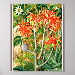 Marianne North - Aloe en Passion Flower Poster