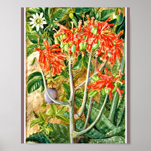 Marianne North - Aloe en Passion Flower Poster (Voorkant)