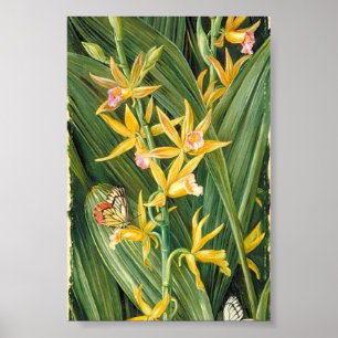 Marianne North - An Orchid en Butterflies Poster