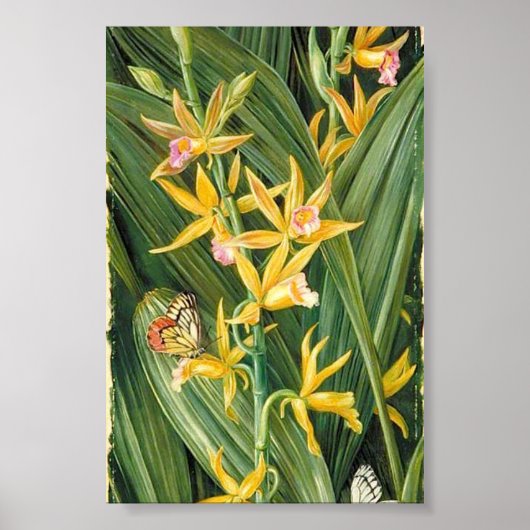Marianne North - An Orchid en Butterflies Poster (Voorkant)