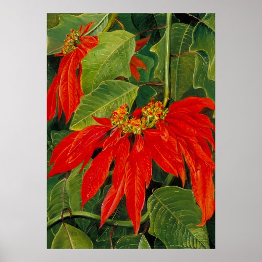 Marianne North - Exotic Landscape Poster (Voorkant)