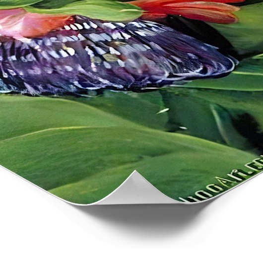 Marianne North Fruit of the Passion Flower Poster (Hoek)