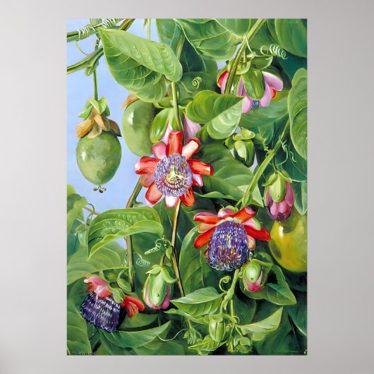 Marianne North Fruit of the Passion Flower Poster (Voorkant)