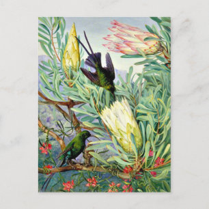 Marianne North - Honeyflower en Honeysuckers Briefkaart