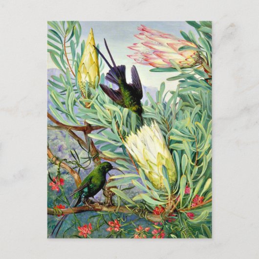 Marianne North - Honeyflower en Honeysuckers Briefkaart (Voorkant)