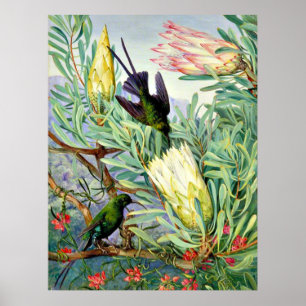Marianne North - Honeyflower en Honeysuckers Poster