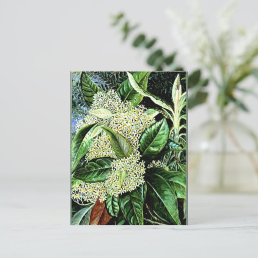 Marianne North - Olearia argophylla Briefkaart (Staand voorkant)