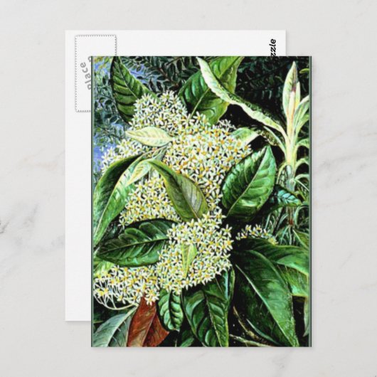 Marianne North - Olearia argophylla Briefkaart (Voorkant / Achterkant)