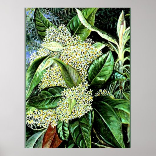 Marianne North - Olearia argophylla Poster (Voorkant)