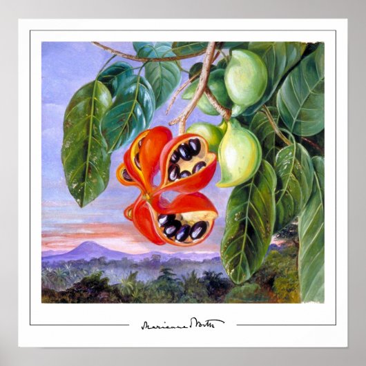 Marianne North Zedign Art Poster #9 (Voorkant)