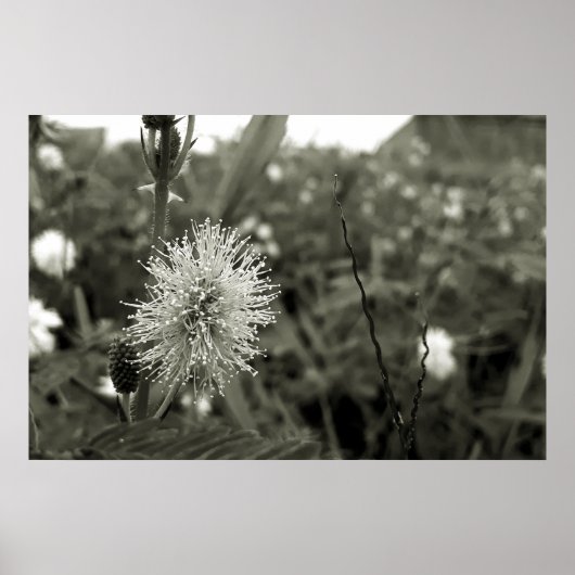 MariaS-fecha-a-porta Poster (Voorkant)