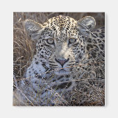 Maribye verbergt zich in het gras magneet (Voorkant)