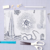 Marien Leven / Mariene Biologie Vreemde Zee Schadu Tissuepapier (Craft)