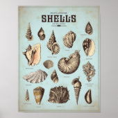 Marien poster met verschillende zeeschelpen (Voorkant)