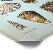 Marien poster met verschillende zeeschelpen (Hoek)