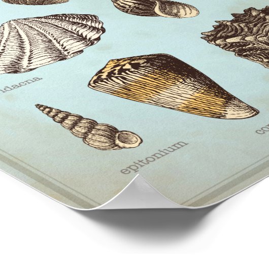 Marien poster met verschillende zeeschelpen (Hoek)