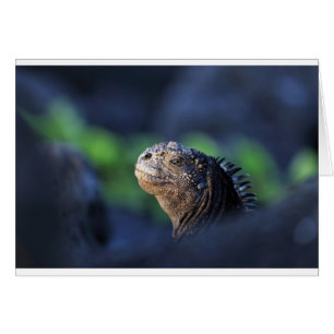 Mariene iguana Galapagos