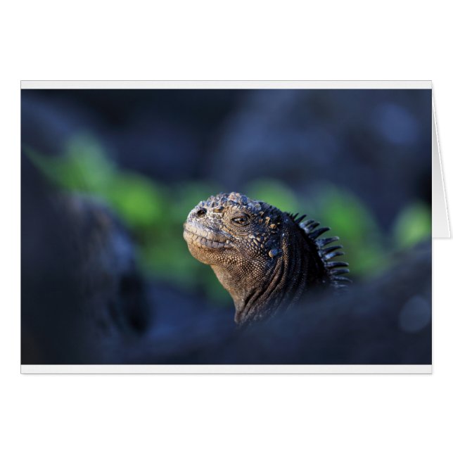 Mariene iguana Galapagos (Voorkant Horizontaal)