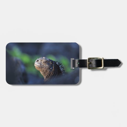 Mariene iguana Galapagos Bagagelabel (Voorkant horizontaal)