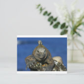 Mariene iguana Galapagos Briefkaart (Staand voorkant)
