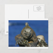 Mariene iguana Galapagos Briefkaart (Voorkant / Achterkant)