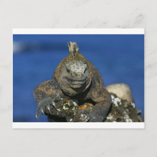 Mariene iguana Galapagos Briefkaart