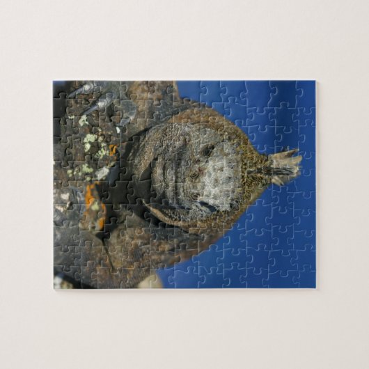 Mariene iguana Galapagos Legpuzzel (Horizontaal)