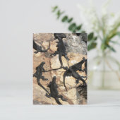 Mariene Iguanas, Islas las Plazas, Galapagos Briefkaart (Staand voorkant)