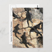 Mariene Iguanas, Islas las Plazas, Galapagos Briefkaart (Voorkant / Achterkant)