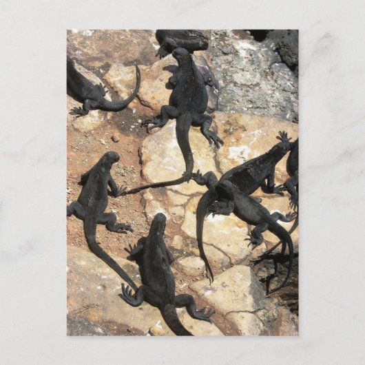 Mariene Iguanas, Islas las Plazas, Galapagos Briefkaart (Voorkant)