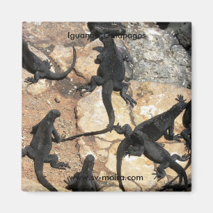 Mariene Iguanas, Islas las Plazas, Galapagos Magneet
