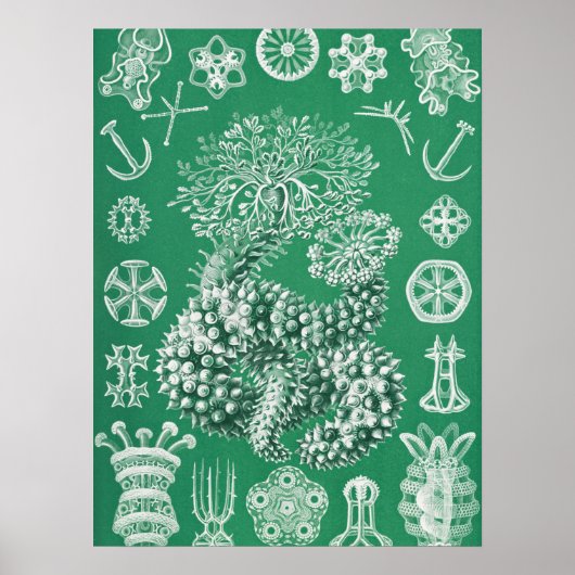 Mariene Leven Thuroidea Gurkensterne door Ernst Ha Poster (Voorkant)