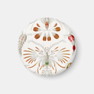 Mariene levens Crustaceeën, Copepoda door Ernst Ha Magneet