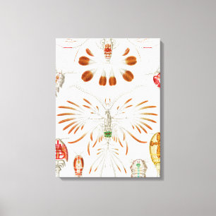 Mariene levensvormen schaaldieren, Copepoda door E Canvas Afdruk
