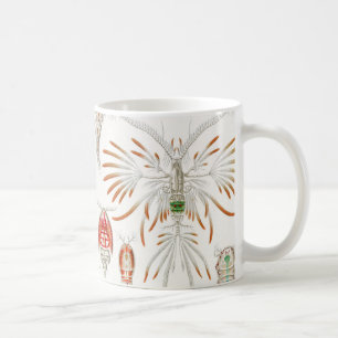 Mariene levensvormen schaaldieren, Copepoda door E Koffiemok