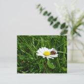 marienkäfer auf gänseblümchen briefkaart (Staand voorkant)