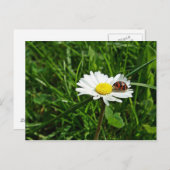 marienkäfer auf gänseblümchen briefkaart (Voorkant / Achterkant)